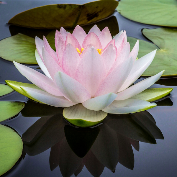 a lotus flower blooming