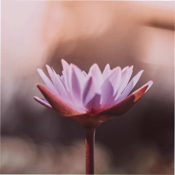 lotus flower on a sunset